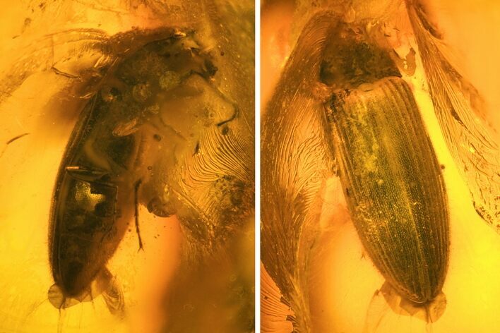 mm Fossil Beetle (Coleoptera) In Baltic Amber #123374